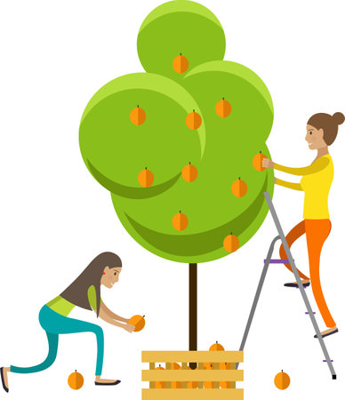 Woman gardener picking apples from tree vector icon isolated on whiteのイラスト素材