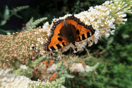 Butterfly Nymphalis urticae sits on a butterfly tree, Buddleja davidii