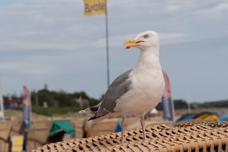 A seagull sits on a beach chair on the beachの写真素材