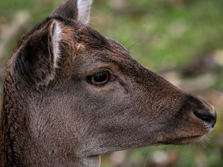 portrait of a deer in the meadowの写真素材