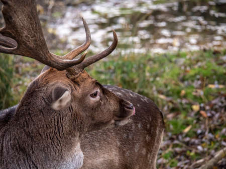 Portrait of a fallow deer on a gladeの写真素材