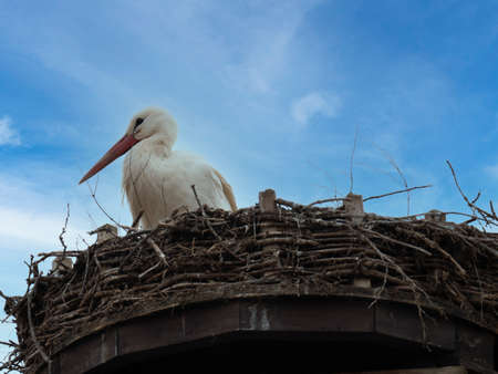 Young, White Stork, Ciconia ciconia, sitting in nest against blue cloudy sky. High quality photoの写真素材