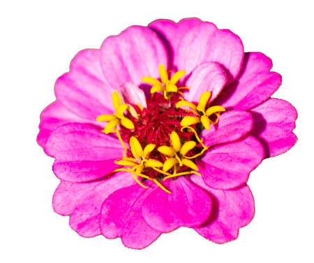 Zinnia flowers, colorful pink flowersの写真素材