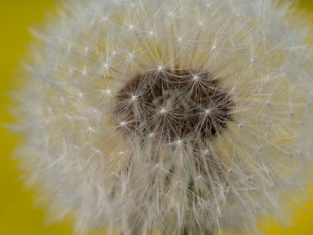 Image-filling macro photo of a dandelion against a yellow backgroundの写真素材
