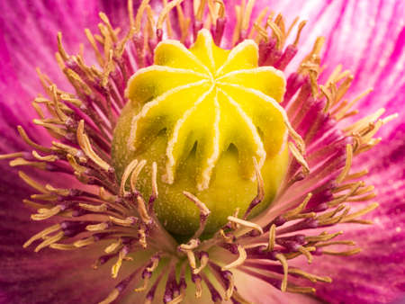 Pink Turkish poppy flower with capsule, macroの写真素材
