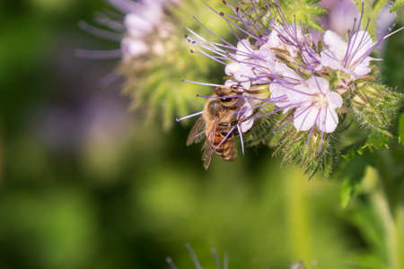 Close-up of a honey bee on a phacelia flowerの写真素材