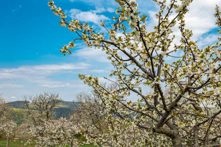 a white blooming cherry tree, in the background a cherry plantationの写真素材
