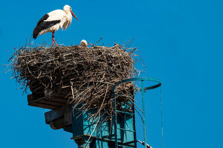 a stork looks into its nest in front of a blue, cloudless sky