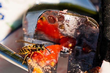 Close-up of a wasp eating the cake remains of a cake lifter.の写真素材