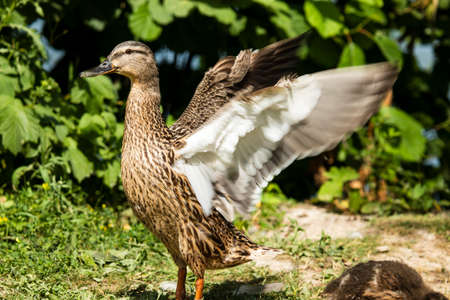 Portrait of a standing, female mallard with outstretched wingの写真素材