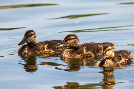 three young mallards chicks swimmingの写真素材