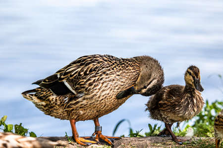 Close-up of a female mallard with chicks, standing on the shoreの写真素材
