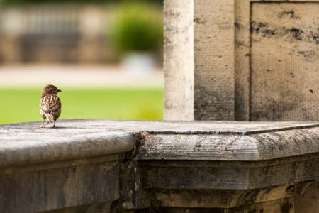 small sparrow sits on a large, baroque railing made of stoneの写真素材