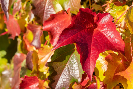 Close-up of a colourful hedge of wild wine in autumnの写真素材