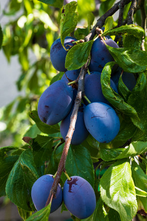 a branch full of several plums ready for harvestの写真素材
