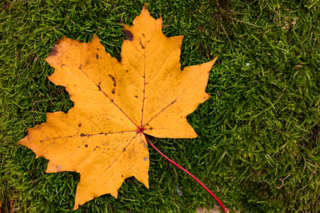 single maple leaf, yellow in autumn, lies on green mossの写真素材