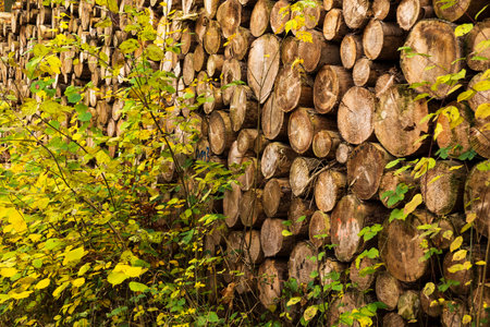 Image-filling photo of stacked tree stacksの写真素材