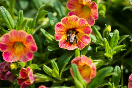 Field bumblebee has crawled deep into a petunia blossom and collects nectarの写真素材