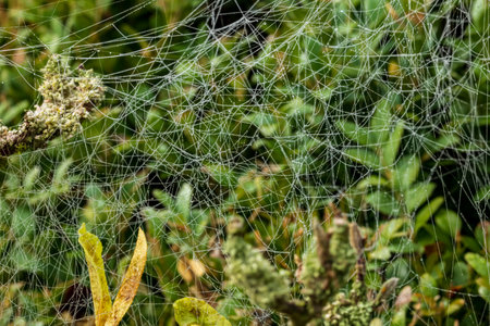 confused spun spider threads in the Indian summerの写真素材