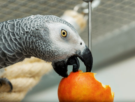 Head portrait of gray parrot eating appleの写真素材