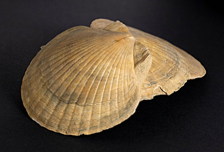 three fossilized scallops lying on top of each other and rich in details