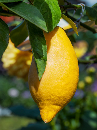 Close up of fresh lemon hanging from tree with leavesの写真素材