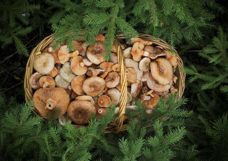 basketful of mushrooms under the branches of spruceの写真素材