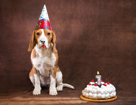 happy birthday of beagle dogの写真素材