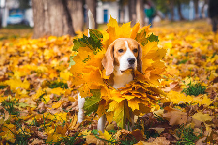 beagle dog in yellow leavesの写真素材