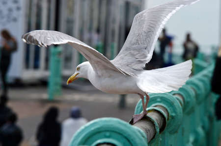 Seagull in Brighton on Seaの写真素材