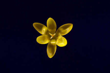 Crocus against black backgroundの写真素材