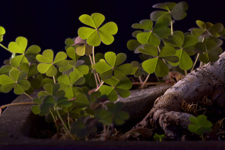 Clover in backlight