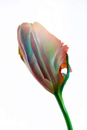 French tulip in front of white backgroundの写真素材