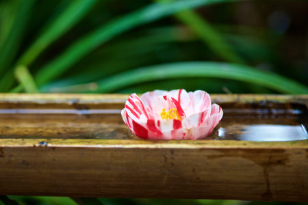 Asia blossom in bamboo water tub
