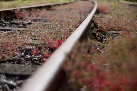 lost rails in flowersの写真素材