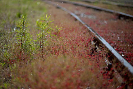 Disused railwayの写真素材