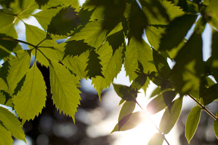 vine leaves in backlightの写真素材