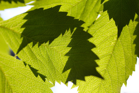 vine leafs with backlightの写真素材