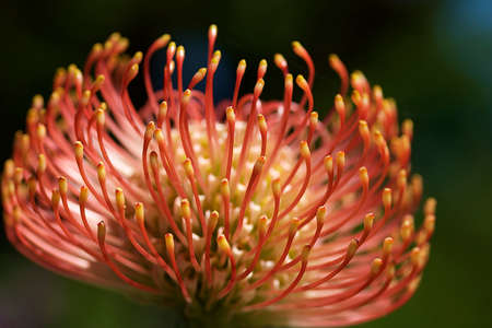 Silver tree floweringの写真素材