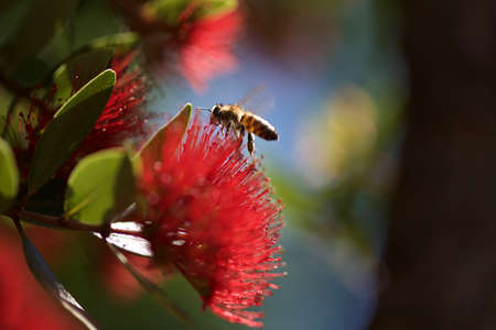 Metrosideros robusta with beeの写真素材