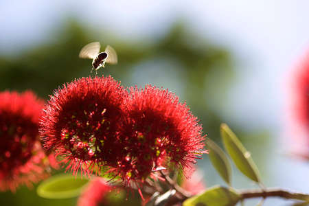 Metrosideros robusta with beeの写真素材