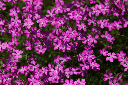 Purple Heatherの写真素材