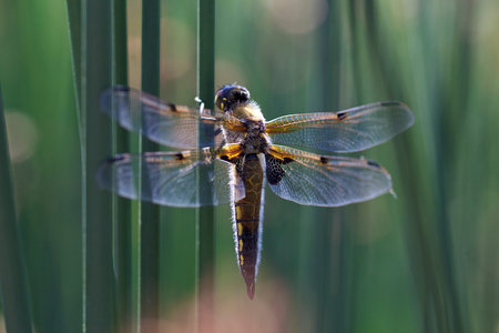 Two spot dragonfly