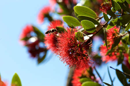 Metrosideros robusta with beeの写真素材