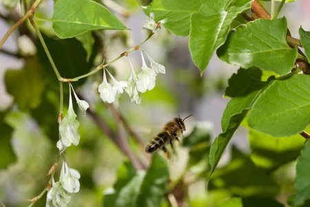 flying Bee