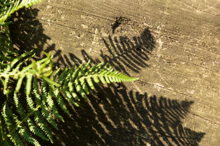 Fern leaves in sunlight
