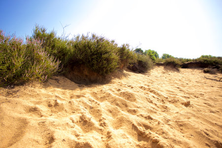 Sand dune with grass against blue sky and sunlight