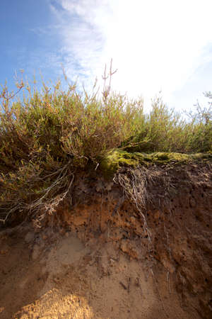 Sand dune with grass against blue skyの写真素材