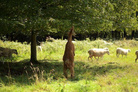 Goat on two hind legs, grazingの写真素材