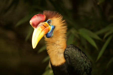 hornbill in jungle